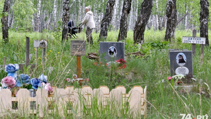 Нелегальное кладбище домашних животных в Челябинске пообещали убрать уже в этом году