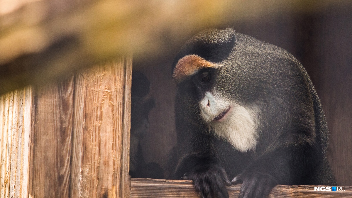 При этом по латыни этот зверь именуется совсем
иначе: Cercopithecus neglectus. Первое
слово, понятно, переводится как «мартышка», а второе прибавили из-за
интересной особенности животного. Какой же?