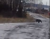 В поселке под Красноярском заметили гуляющего по улицам медведя