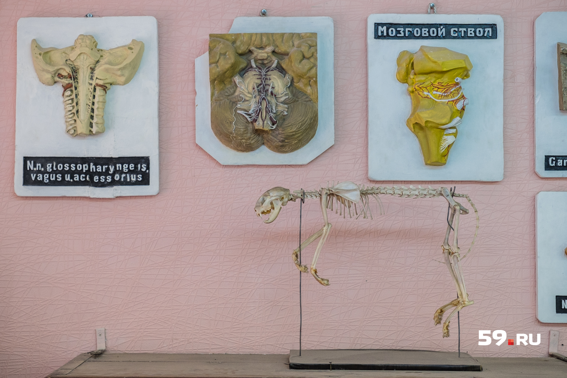 Гипсовые рельефные фигуры развешены по стенам зала, а скелет кошки внизу — препарат профессора