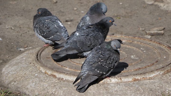 Массово гибнут голуби в Московском районе