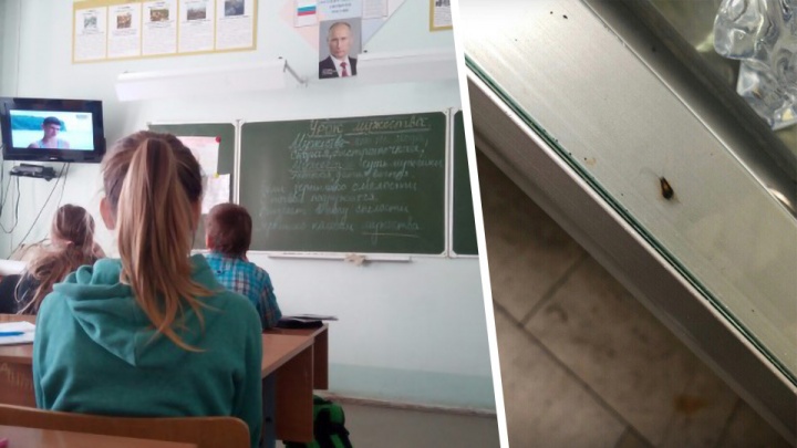 «Вся столовая кишит тараканами»: в Ярославле школьники отказываются есть из-за противных насекомых