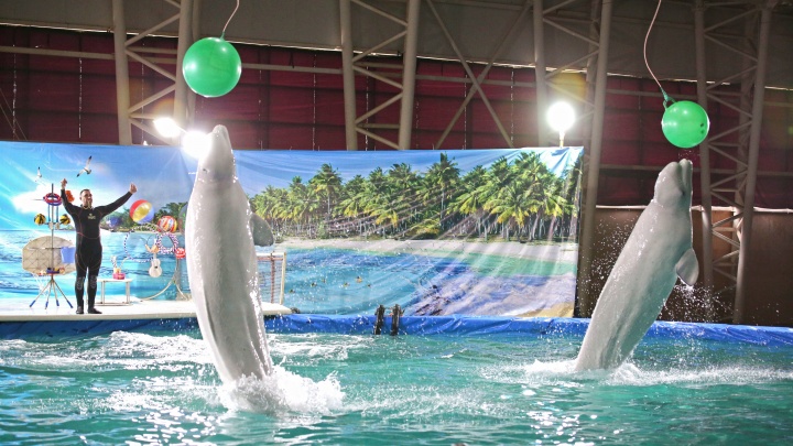 Горожан встревожили сообщения о «тайных» общественных слушаниях по строительству дельфинария в Уфе