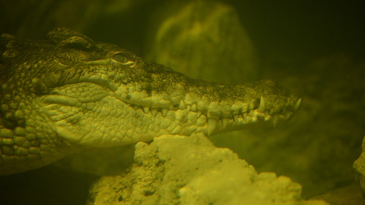Крокодил Гена весом в тонну и гигантские хищные черепахи: смотрим на новых обитателей океанариума