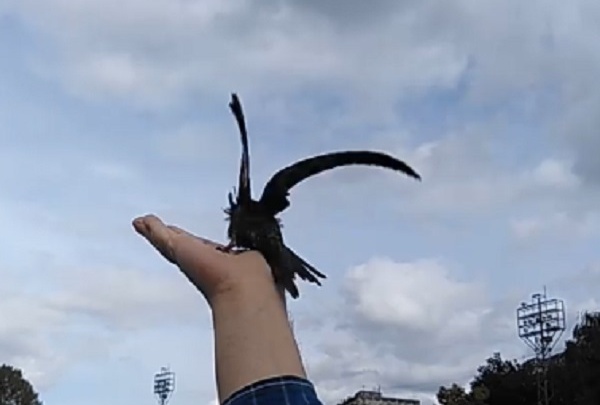 Видео дня: нижегородские орнитологи отпустили в свободную жизнь спасенных стрижей