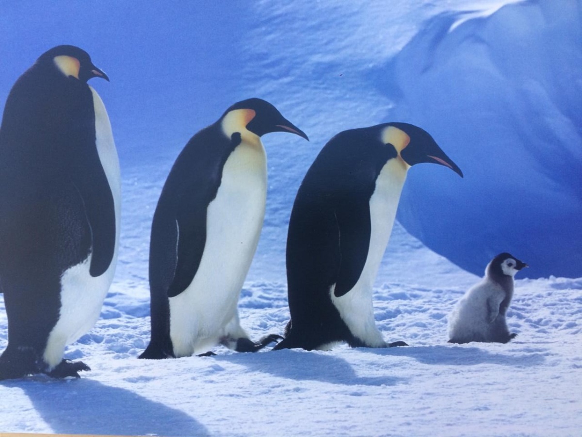 Пингвины живут на южном. Пингвины Южный полюс. Животные севера. Животные Южного полюса. Пингвины живут на Северном полюсе.