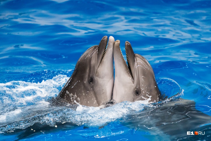 Что может быть милее дельфинообнимашек?