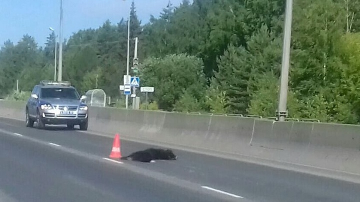 В Перми на пешеходном переходе Audi насмерть сбила мужчину с собакой