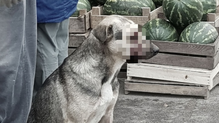 Расправа ради забавы: в Данилове из джипа расстреляли бездомную собаку