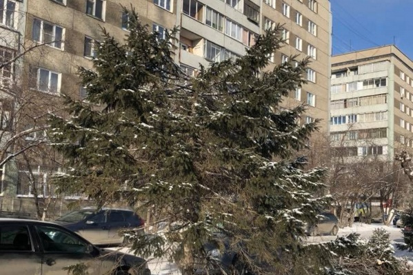 За что так с елью? За что так с елью? 
