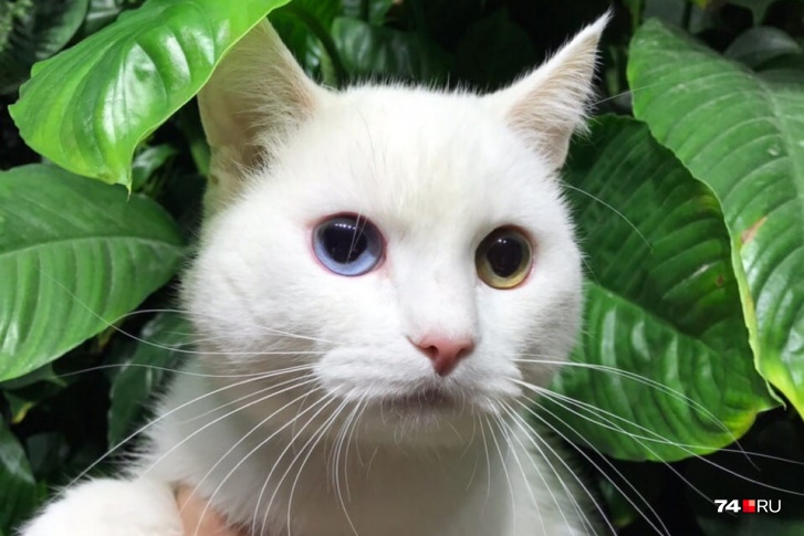 Белоснежный кот с разноцветными глазами покорил сотрудников клиники