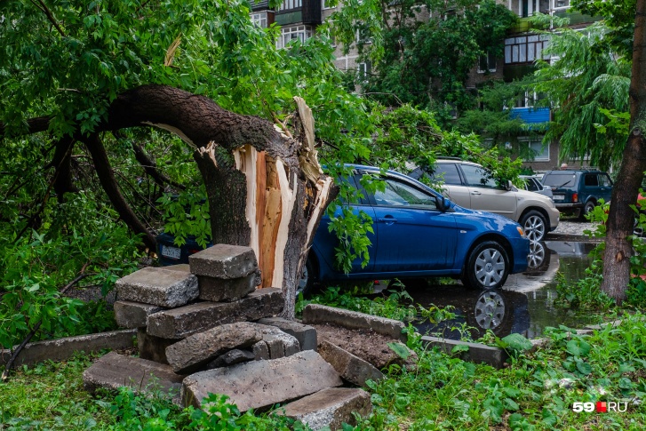 Не оставляйте автомобили под деревьями