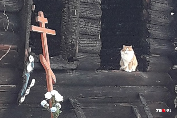 Кот Лисыч ждет своих хозяев Кот Лисыч ждет своих хозяев