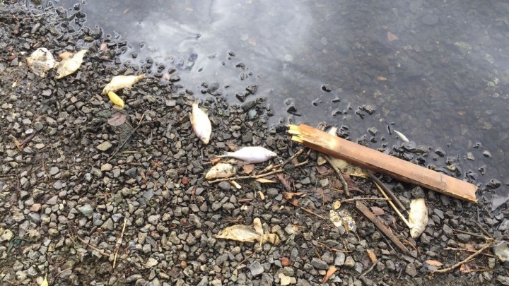 «Вонь стоит ужасная»: берега Сысертского пруда покрылись мёртвой рыбой