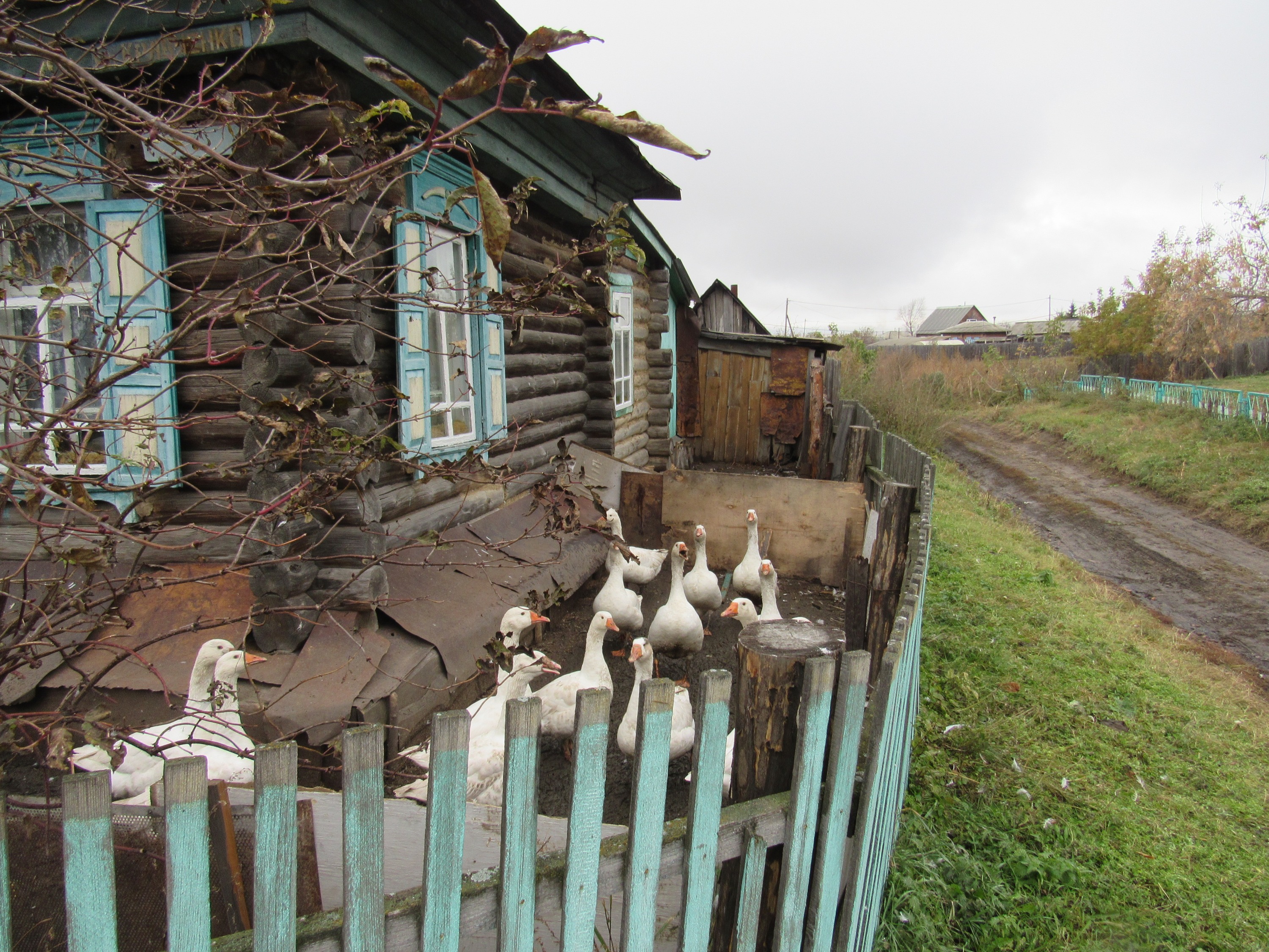 Курганские деревни. Село большое Курейное Курганская область Макушинский район. Курган деревня. Деревня Покровка Курганская область. Деревня Бородинка Макушинский.