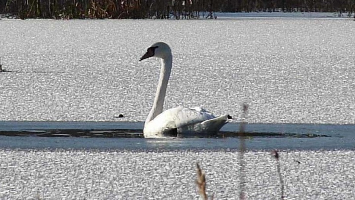 В Кашино спасли лебедя, который потерял пару и остался один посреди замёрзшего пруда