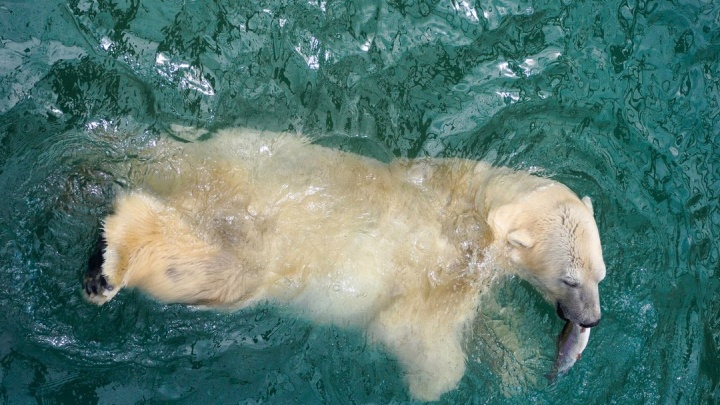 Белым медведям в бассейн зоопарка стали выпускать живую рыбу и устраивать из этого шоу