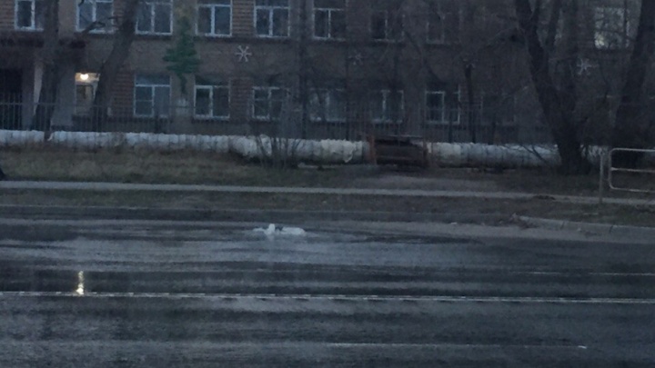 Стекает в Смолино: в Челябинске полдня не могут устранить аварию на канализационной трубе