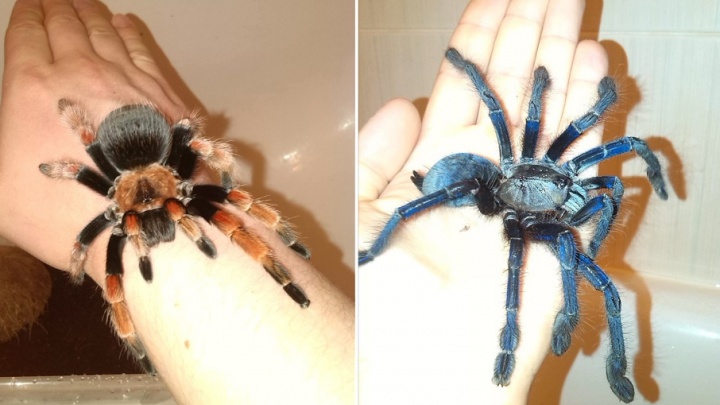Красиво до ужаса: уфимец держит в своей квартире более тысячи пауков