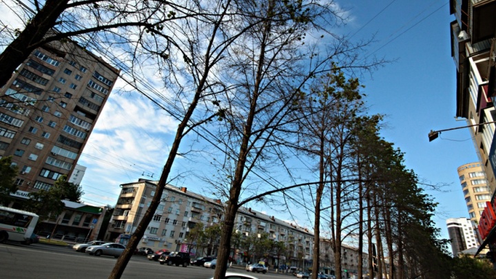 «Больны и сломаны»: в центре Челябинска под топор пустят более 500 деревьев