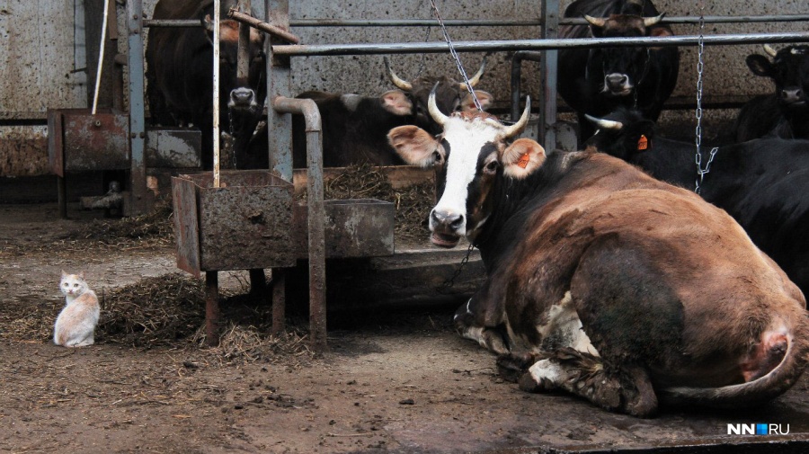 30 коров арестовано у фермера за долги в Нижегородской области
