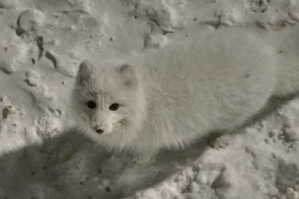 Милый песец, который бегал по Норильску в прошлом году Милый песец, который бегал по Норильску в прошлом году