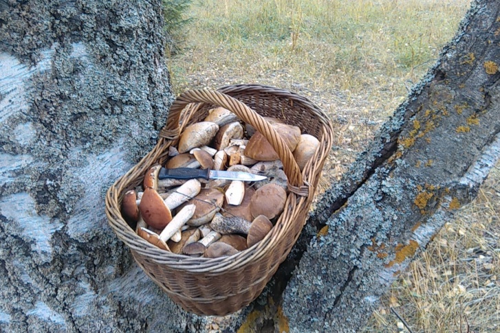 Пару часов — и полная корзинка Пару часов — и полная корзинка