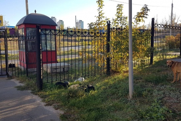 Животные обосновались прямо на входе во двор Животные обосновались прямо на входе во двор 