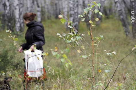 В лесу под Красноярском вторые сутки ищут семью грибников