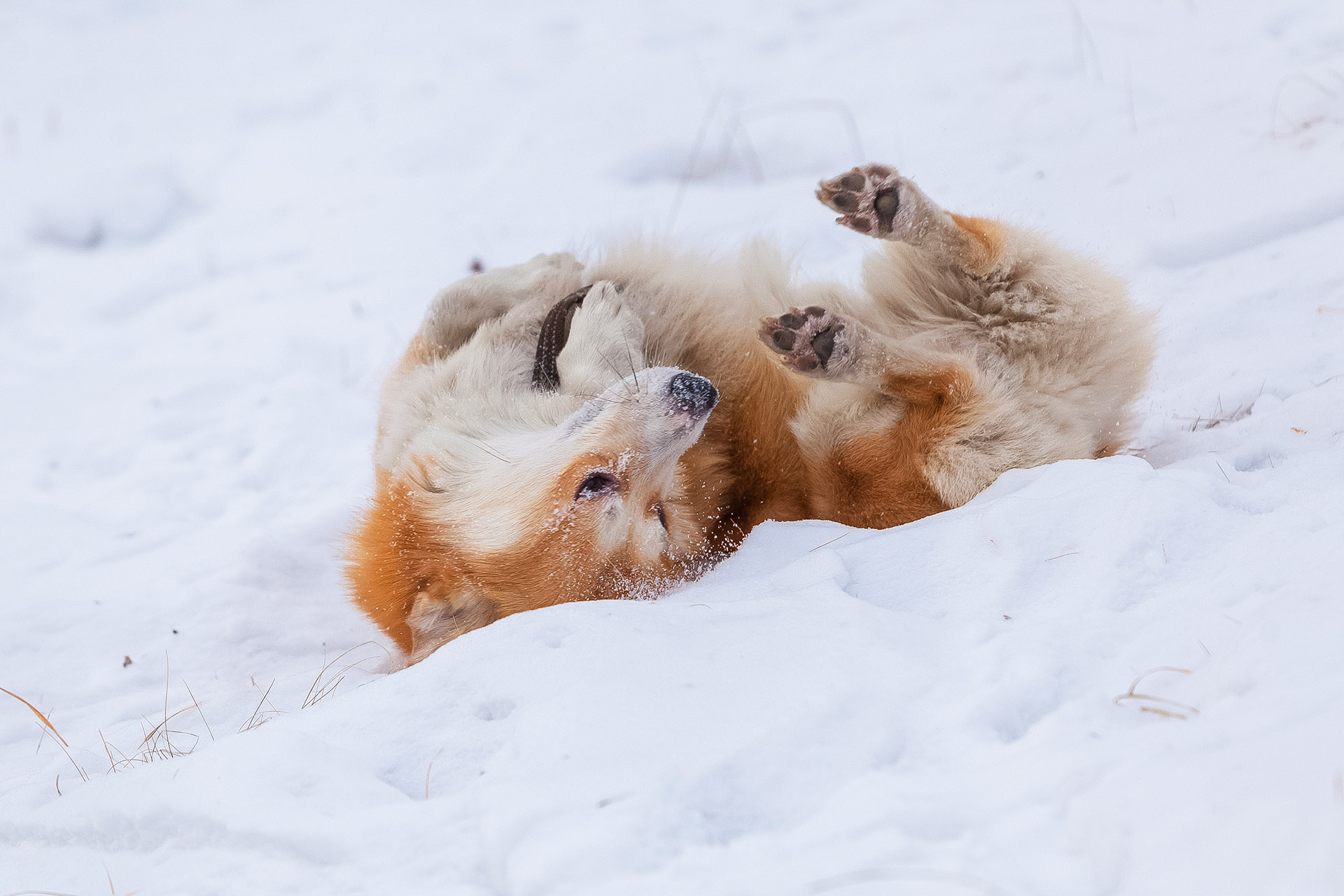 Для пушистых собачек — снег всегда радость