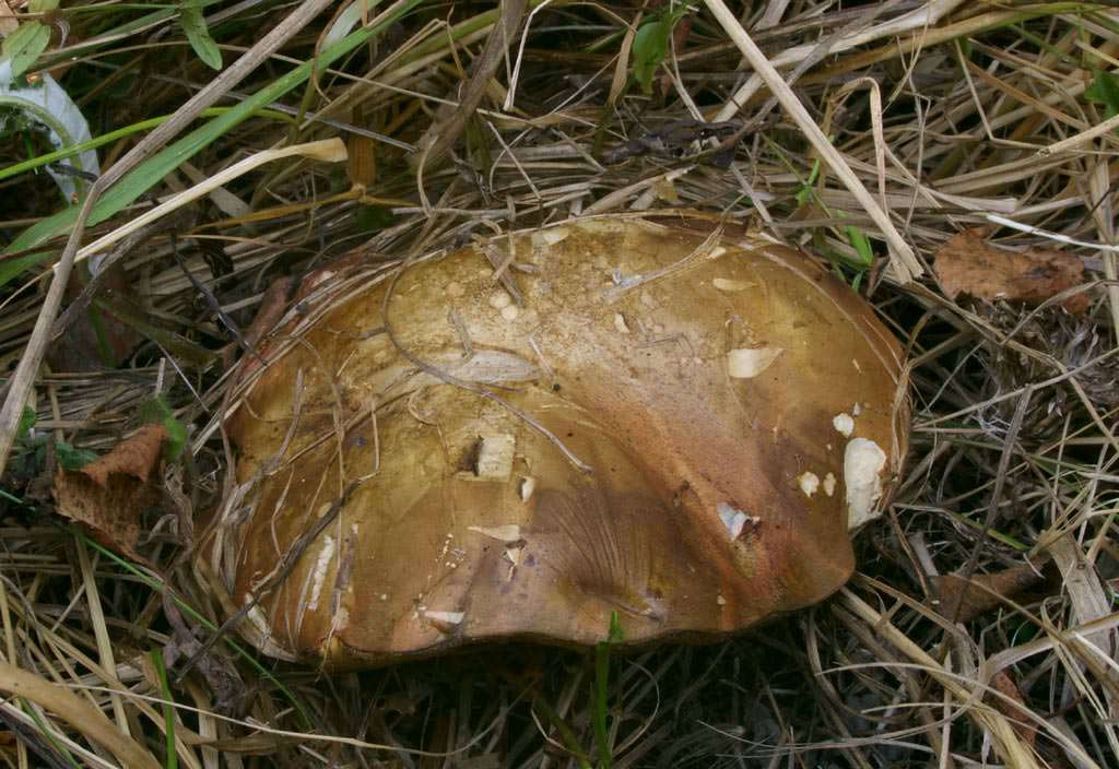 Данный вид грибов занесен в региональную книгу Красноярского края. А значит собирать их и заготавливать нельзя