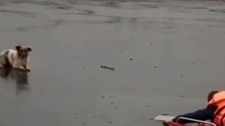 В Башкирии спасли собаку, которая застряла на тонком льду озера. Освобождение сняли на видео