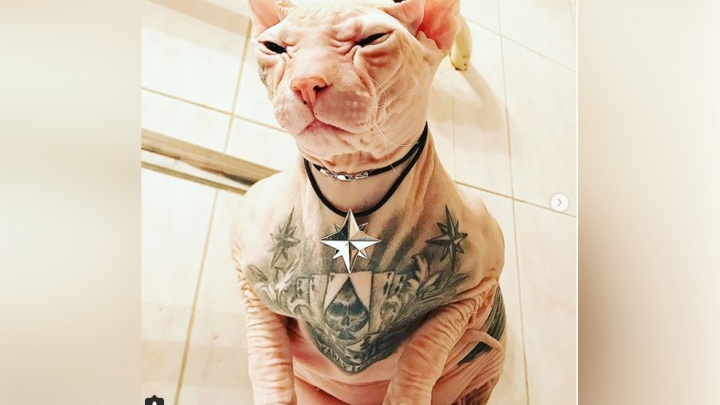 В соцсетях пишут, что пермяк «забил» татуировками своего кота. Это вообще законно?