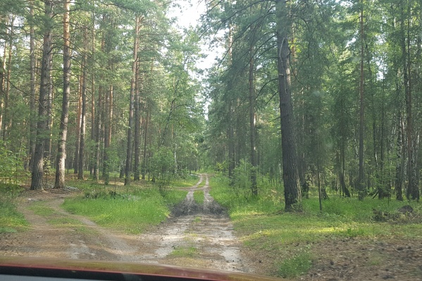 В Зауралье сохраняется 4 класс горимости леса по шкале Нестерова В Зауралье сохраняется 4 класс горимости леса по шкале Нестерова