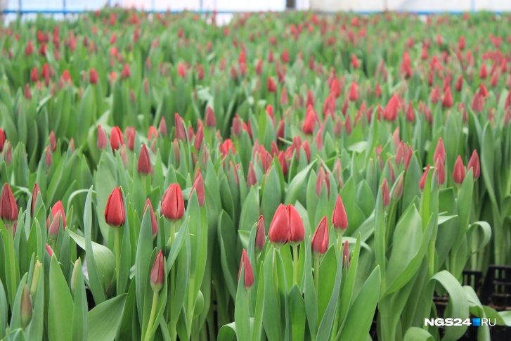 Перед праздниками агрономы вырастили 150 тысяч тюльпанов