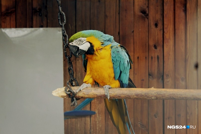 Зоомагазин в Ачинске оштрафовали на 1000 рублей за продажу попугая