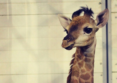 Посетители закормили жирафа Принцессу в «Роевом ручье» до болезни