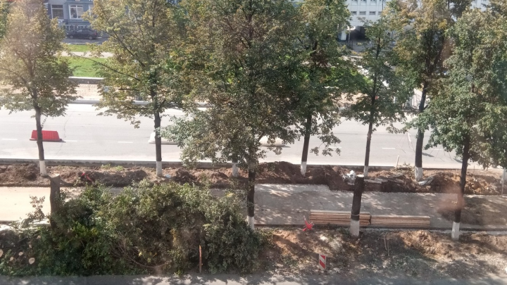 На Комсомольском проспекте рубят липы. Пермяки возмущены — некоторым деревьям около двадцати лет