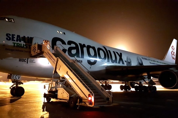 На этом самолёте авиакомпания Cargolux планирует перевезти двух белух из Китая в Исландию На этом самолёте авиакомпания Cargolux планирует перевезти двух белух из Китая в Исландию