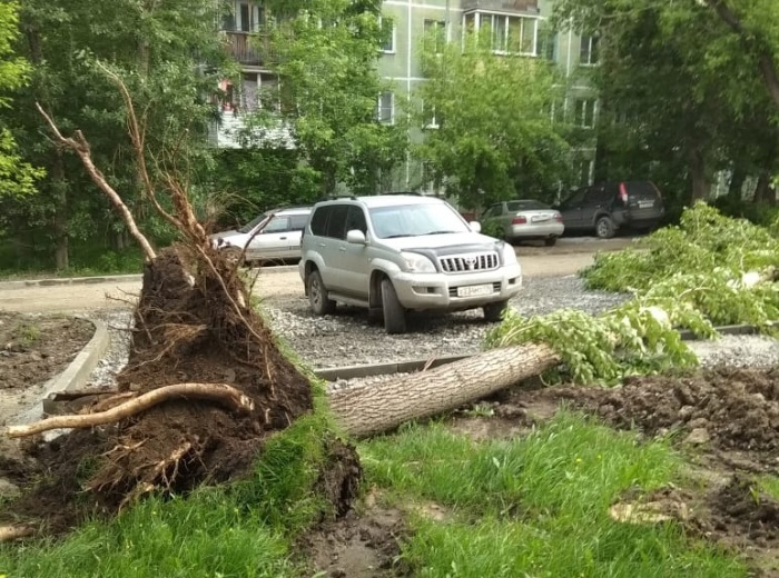 Вырванное с корнем дерево упало в паре метров от припаркованной машины Вырванное с корнем дерево упало в паре метров от припаркованной машины