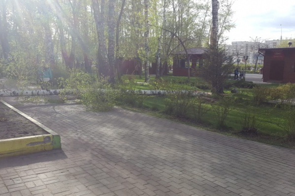 Рухнувшее дерево в Берёзовой роще перегородило пешеходную дорожку Рухнувшее дерево в Берёзовой роще перегородило пешеходную дорожку