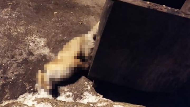 В Уфе возле жилого дома нашли мертвую лисицу