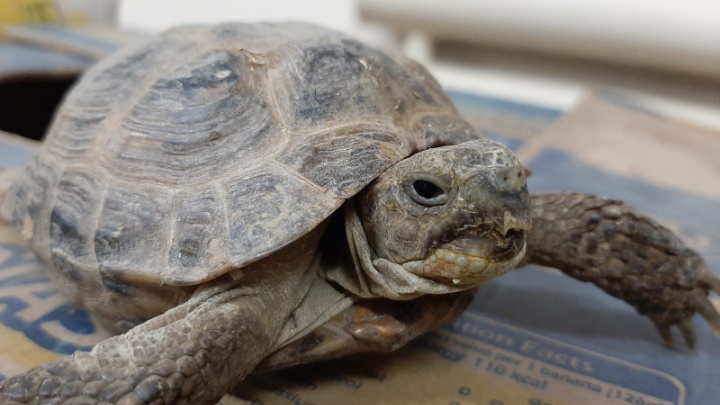 В Шахты везут спасать черепах. Их нашли умирающими в оренбургском гараже