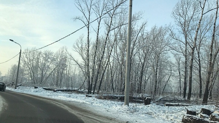 «Две недели по Красноярску деревья обрезают без разрешения»: чиновники подают в суд на энергетиков
