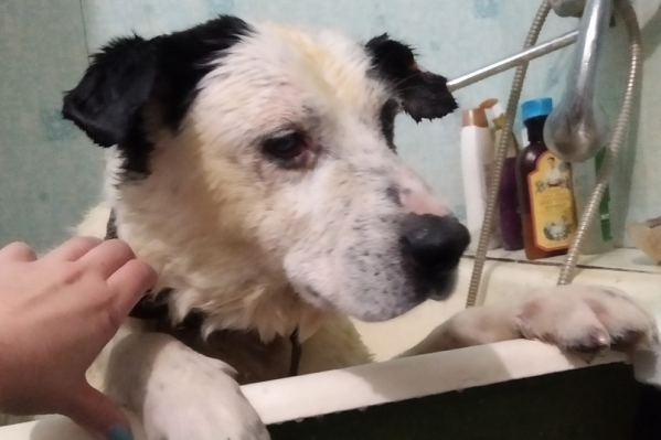 Пёс Бим дома, принимает водные процедуры и потихонечку учится быть счастливым Пёс Бим дома, принимает водные процедуры и потихонечку учится быть счастливым
