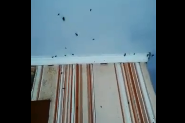Тараканы разбегаются в разные стороны