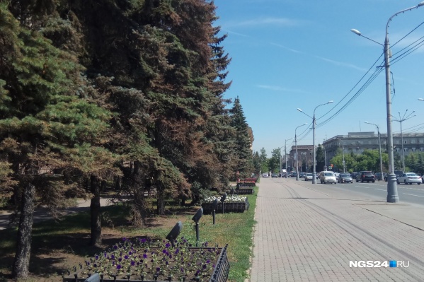 Причиной усыхания деревьев назвали пыль и плохую погоду Причиной усыхания деревьев назвали пыль и плохую погоду