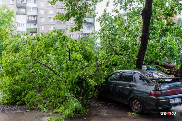 Автомобили под деревьями лучше тоже не парковать Автомобили под деревьями лучше тоже не парковать
