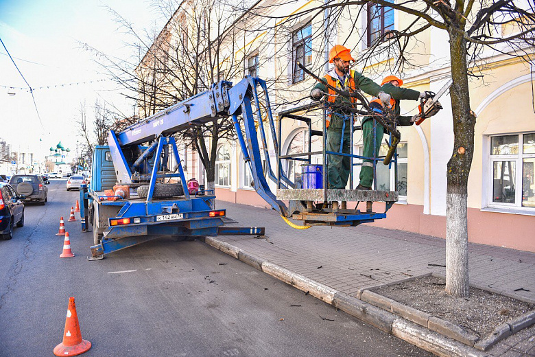 В центре Ярославля обрезают деревья: специалисты объяснили, зачем это нужно