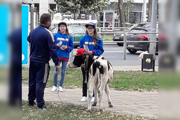 Горожане считают, что теленок сильно истощал Горожане считают, что теленок сильно истощал